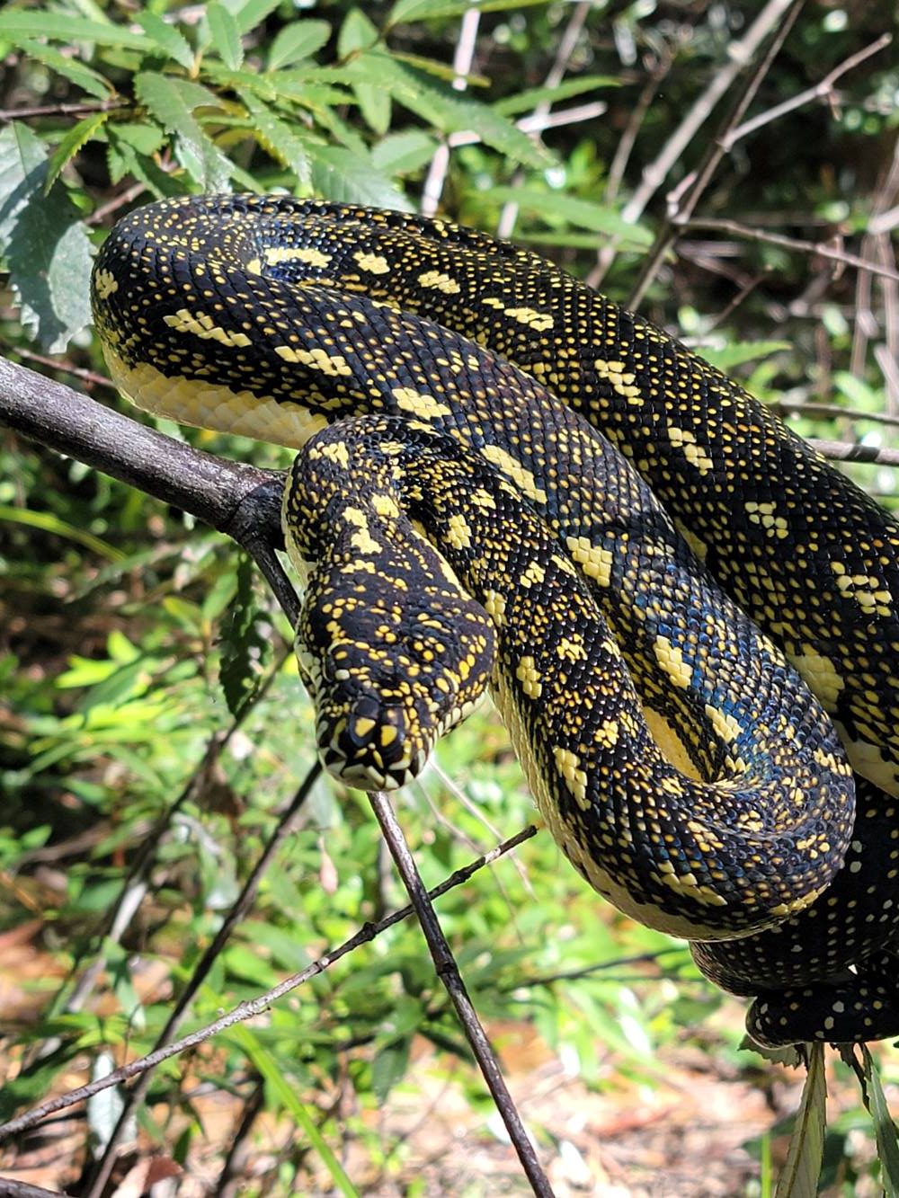 diamond python in the blue mountains