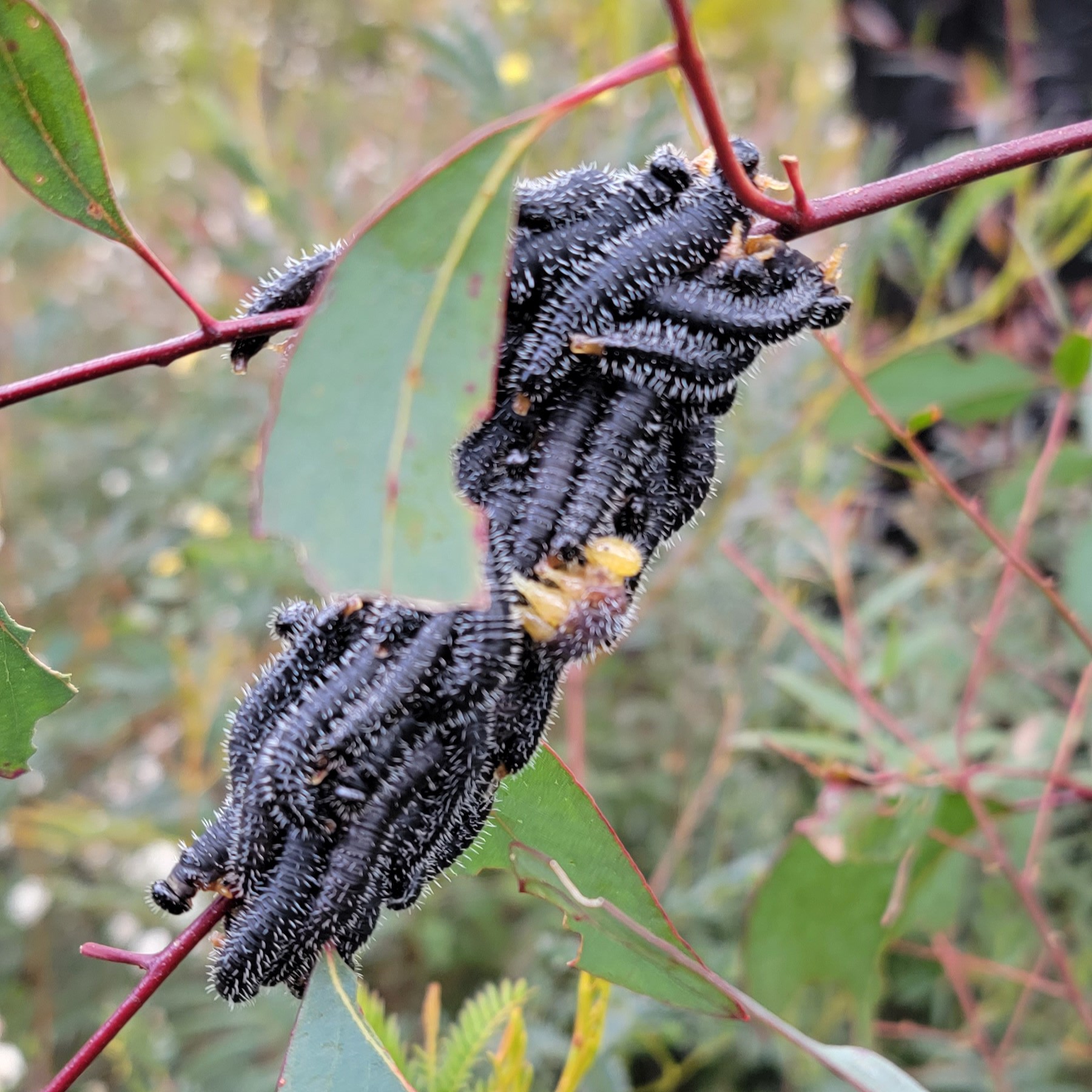 sawfly larva