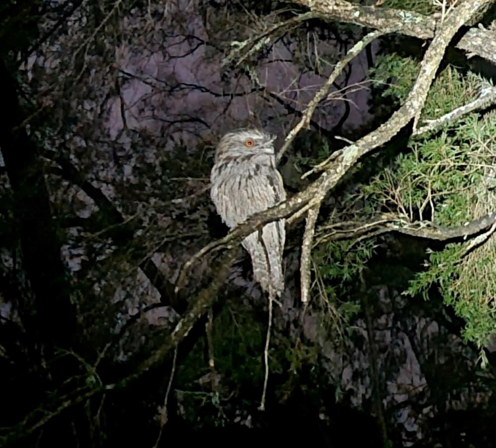 tawny frogmouth