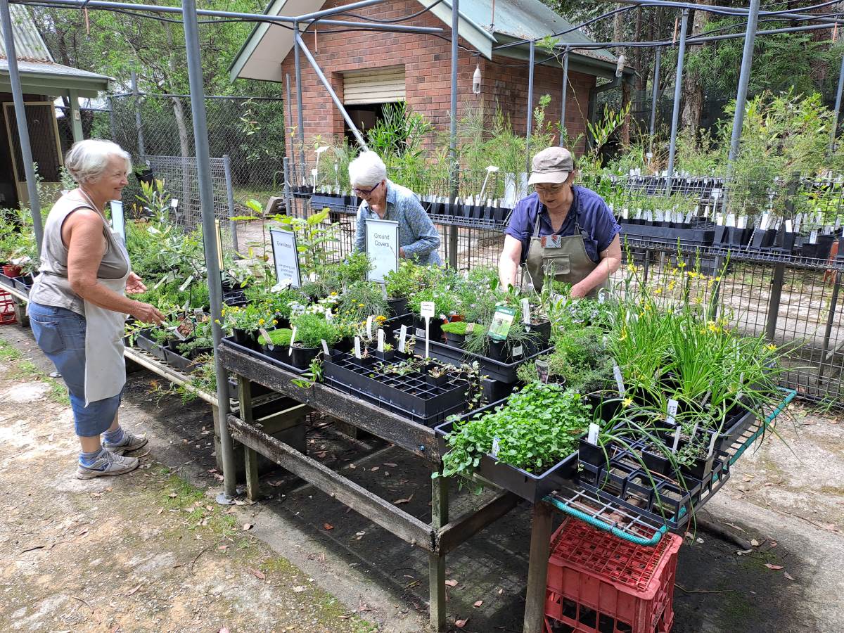 Glenbrook native plant nursery volunteers at work