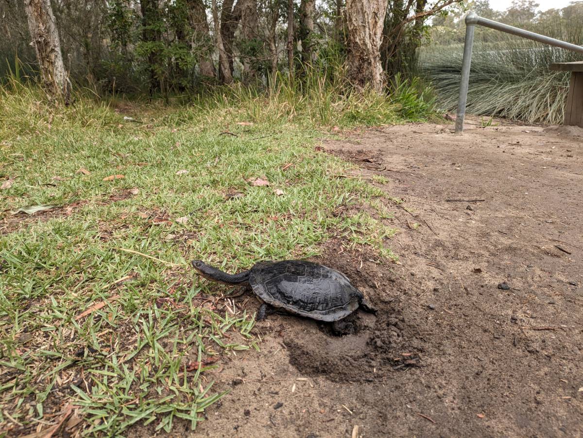 eastern long necked turtle nesting at glenbrook lagoon