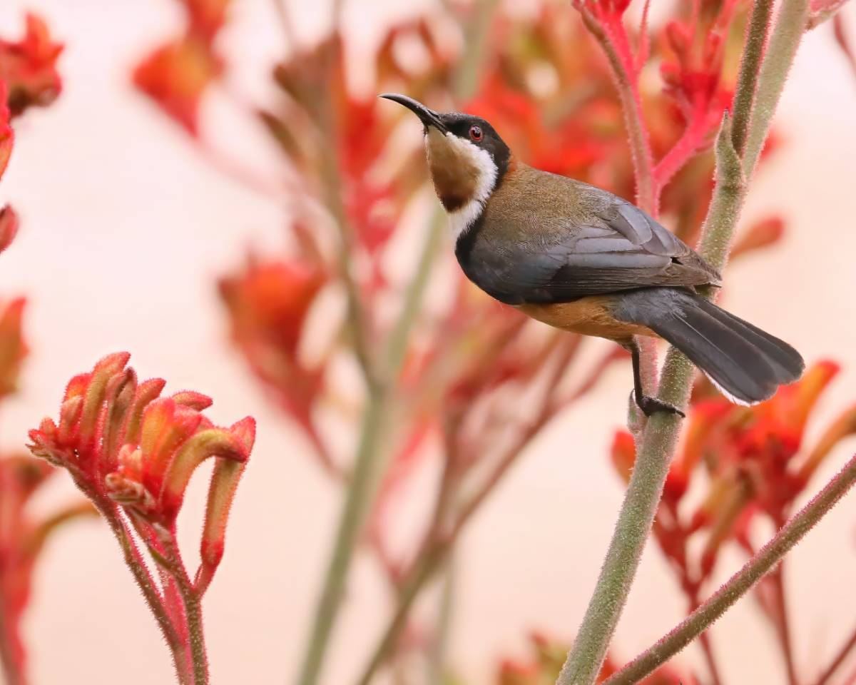 eastern spinebill in the blue mountains