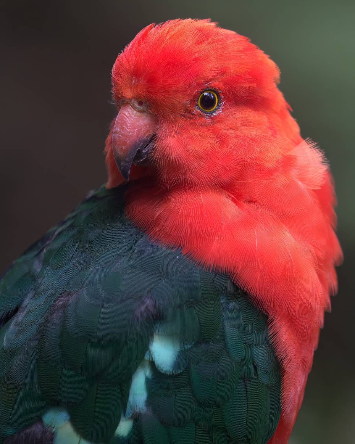 king parrot in the blue mountains