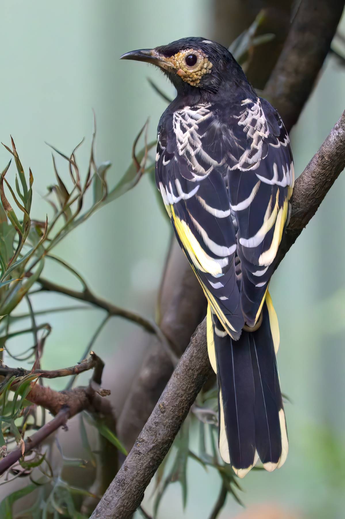 regent honeyeater in the blue mountains