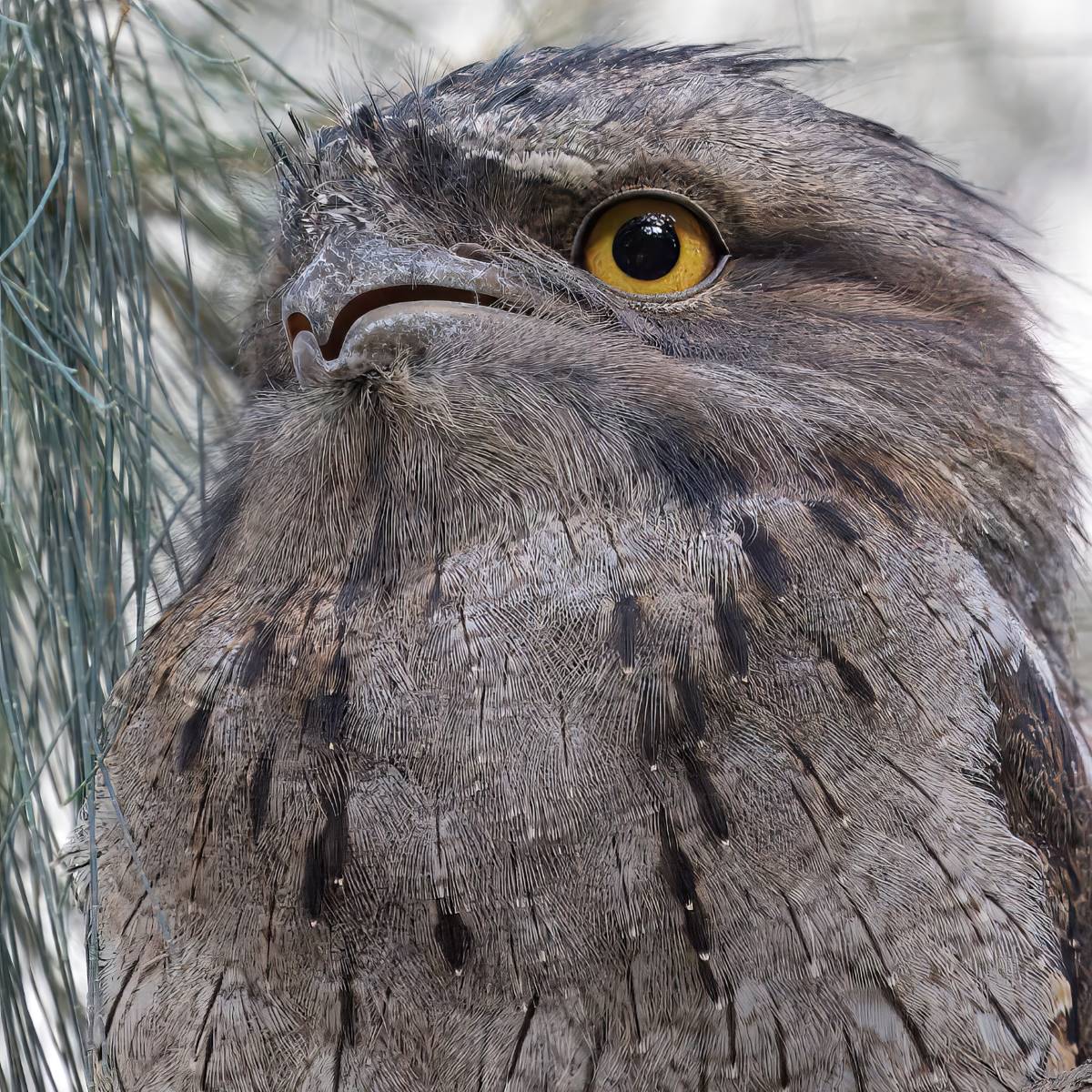 tawny frogmouth in the blue mountains