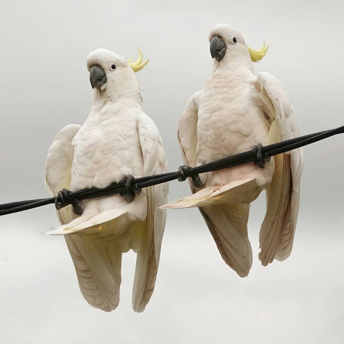 sulphur crested cockatoos in the blue mountains