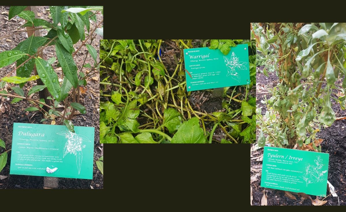 Some of the native plant species with associated signs made by Blaxland High School