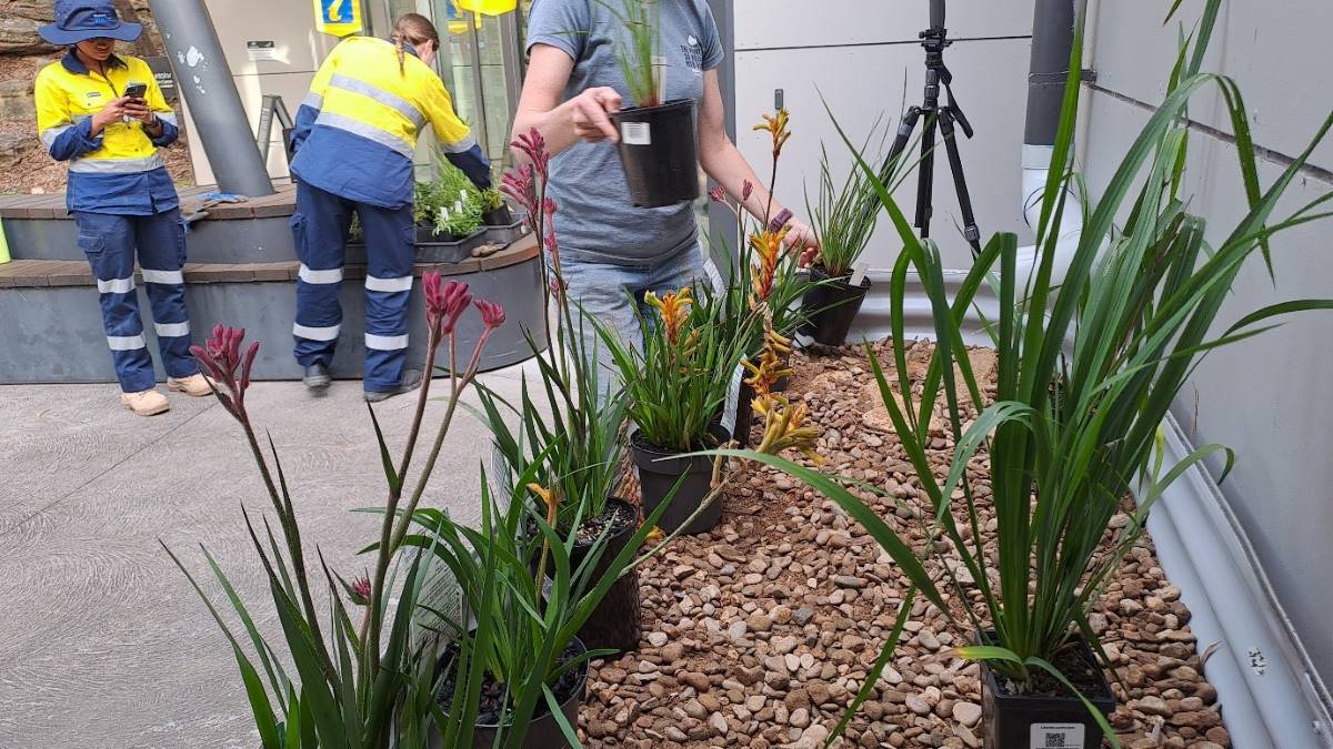 smaller rain garden has more of a flower bed look