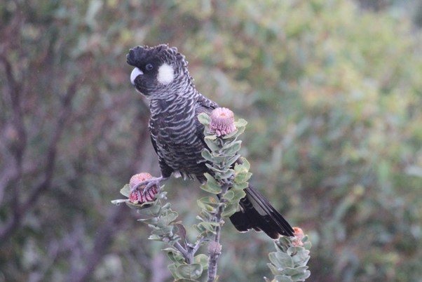 Carnaby’s Black Cockatoo