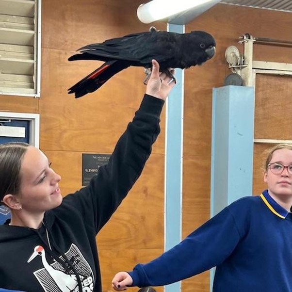 The Glossy Black Cockatoo visited the Glenbrook Public School