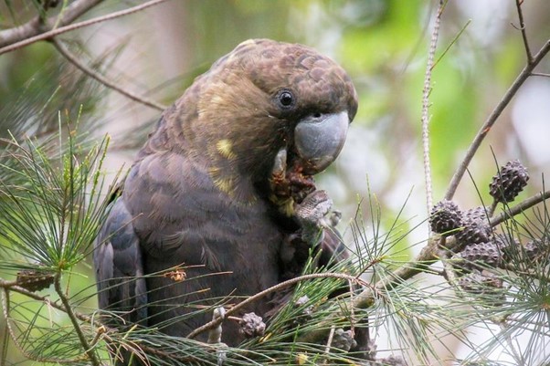 glossy black cockatoo