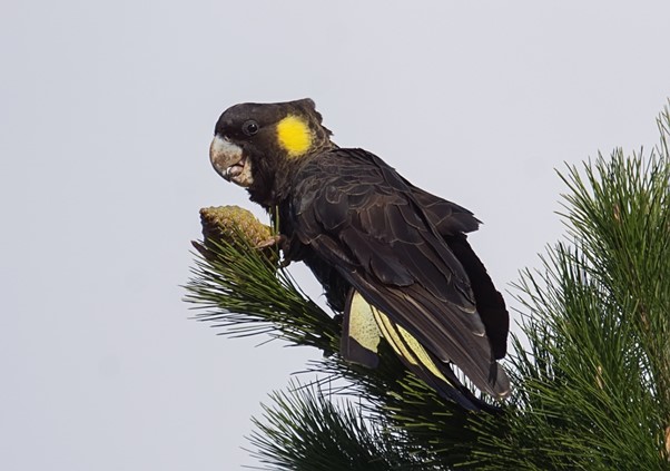 The Yellow Tailed Black Cockatoo