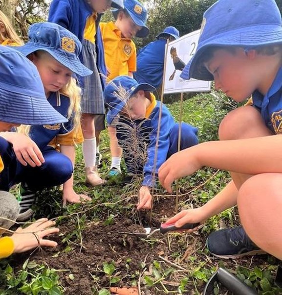 Glenbrook Public School students planted Allocasuarina seedlings