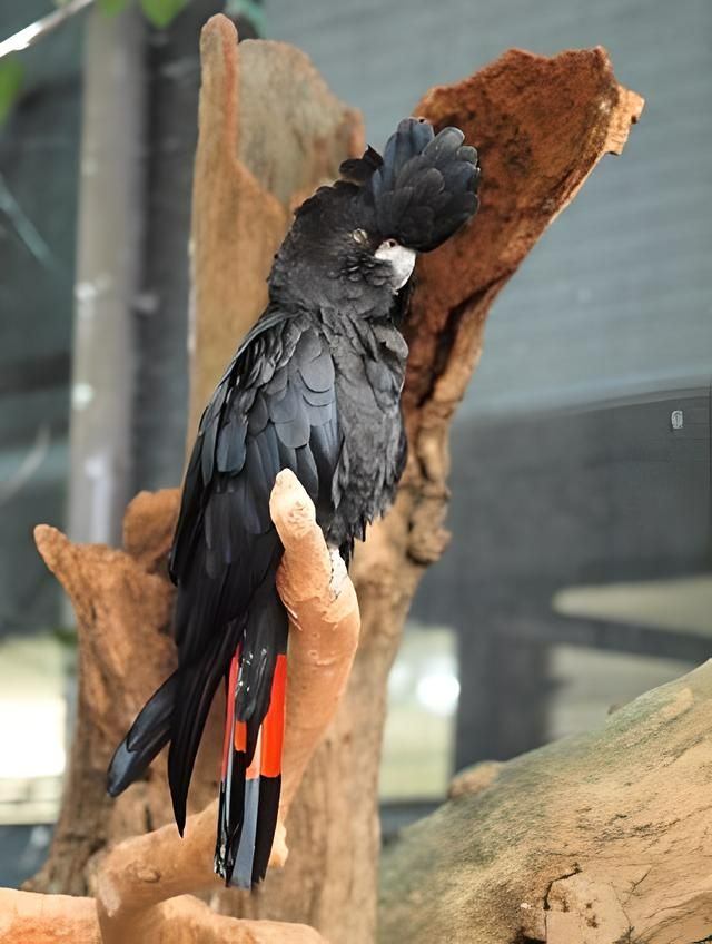 The Red-Tailed Black Cockatoo